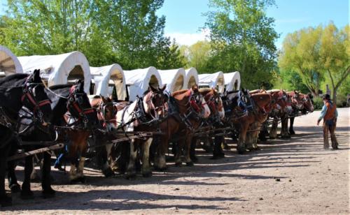 Horses Hooked Up At The Bar T 5