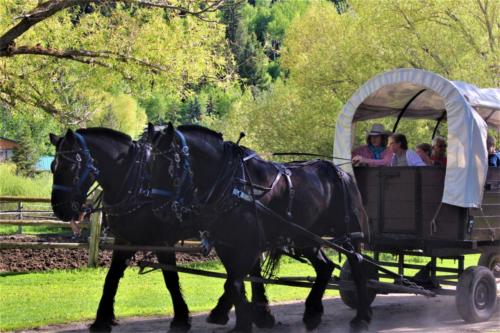 Daniel & Boone and Chance