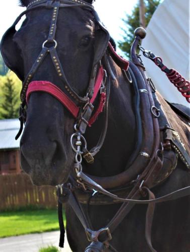 Shot In Harness At The Bar T 5 Covered Wagon Cookout & Show