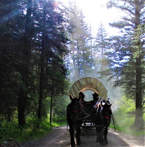 Buck & Shot Pulling A Wagon At The Bar T 5
