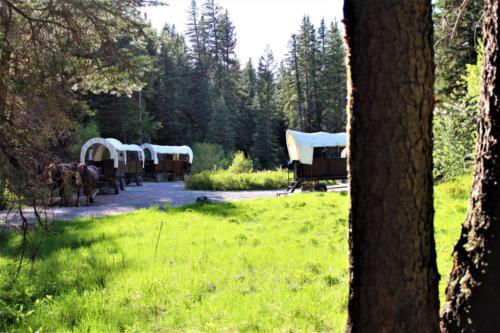 Tree And Circled Wagons