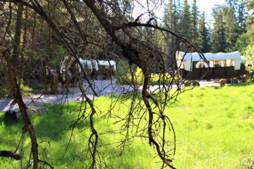Branch In Front Of The Circled Wagons