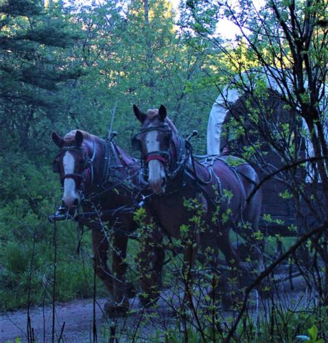 Lady & Tramp Pulling A Wagon