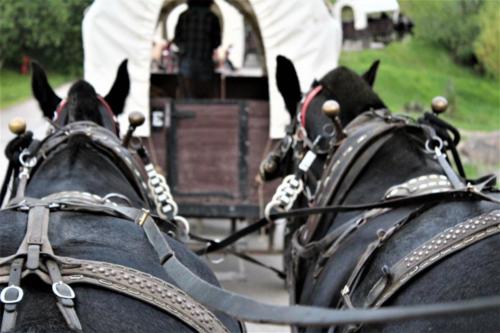 Black Horses Pulling A Wagon At The Bar T 5