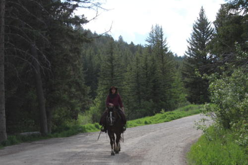 Following The Wagons-Morgan